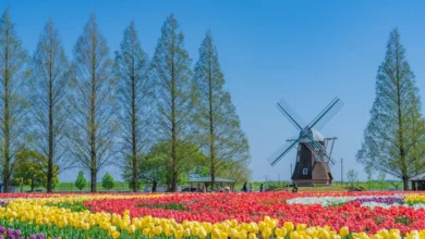 Parque Agrícola Akebonoyama de Chiba