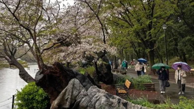 cerezos en Tokio