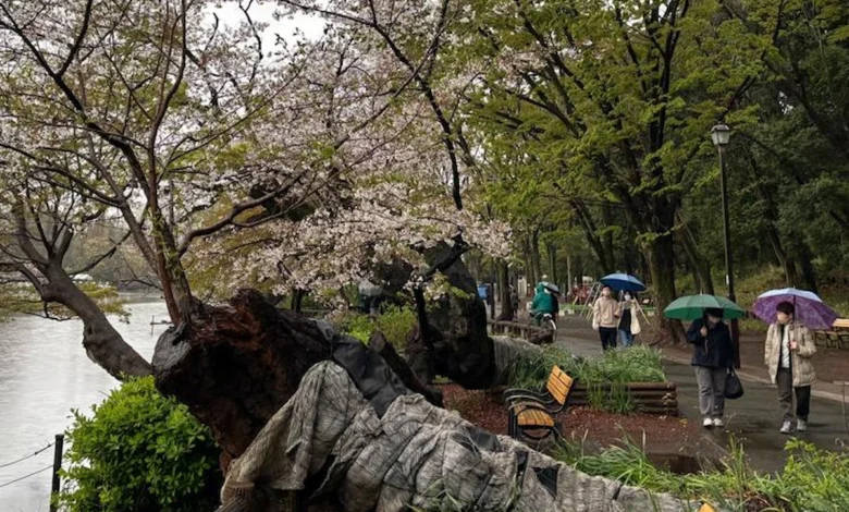 cerezos en Tokio