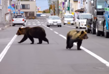 osos en japon