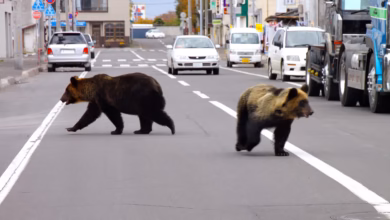 osos en japon
